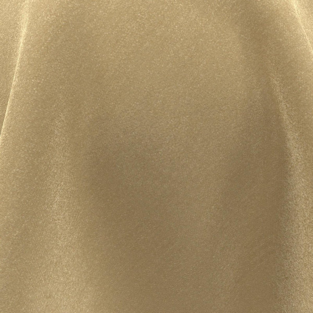 Timor_Camel
